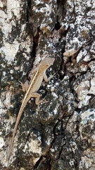 Anolis sagrei