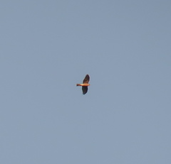 Accipiter