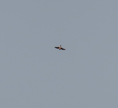 Accipiter