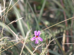 Jamesbrittenia pinnatifida