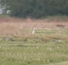 Ardea alba