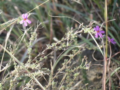 Jamesbrittenia pinnatifida