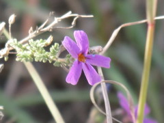 Jamesbrittenia pinnatifida