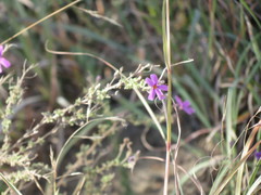 Jamesbrittenia pinnatifida