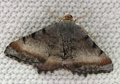 Macaria adonis
