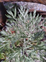 Artemisia absinthium