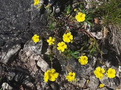 Helianthemum oelandicum