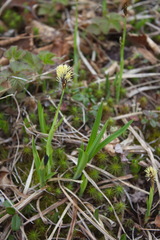 Carex longirostrata