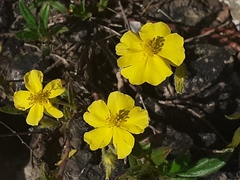 Helianthemum oelandicum