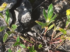 Helianthemum oelandicum