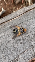 Microtropesa sinuata