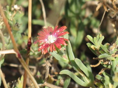 Delosperma testaceum