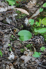 Galearis spectabilis