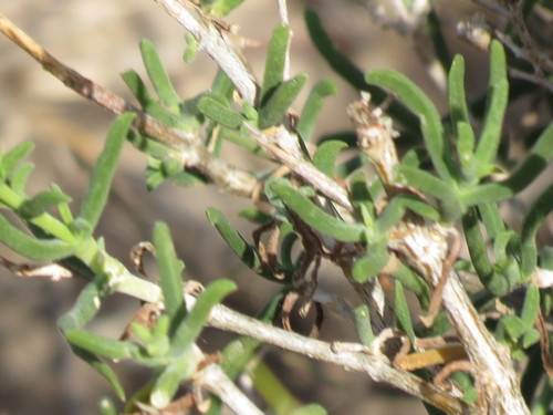 Mestoklema albanicum 3
