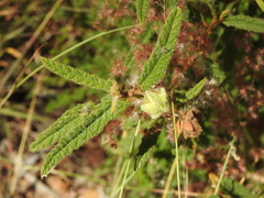 Seringia corollata