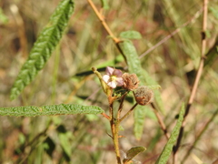 Seringia corollata