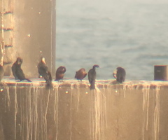 Phalacrocorax capillatus