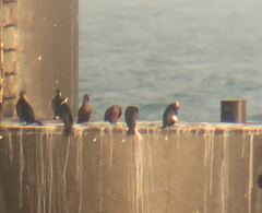 Phalacrocorax capillatus