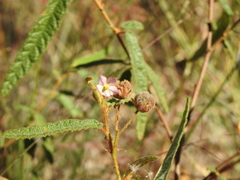 Seringia corollata