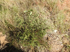 Seringia corollata