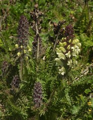 Pedicularis comosa