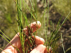 Acacia juncifolia