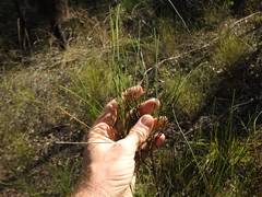 Acacia juncifolia