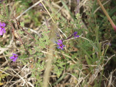 Jamesbrittenia pinnatifida