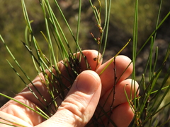 Acacia juncifolia