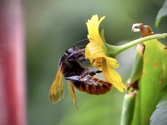 Bombus bicoloratus