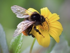 Bombus bicoloratus