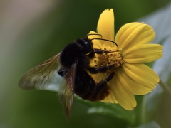 Bombus bicoloratus
