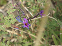 Jamesbrittenia pinnatifida