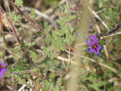 Jamesbrittenia pinnatifida