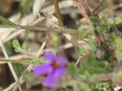 Jamesbrittenia pinnatifida