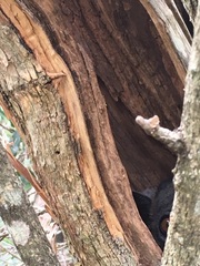 Lepilemur hubbardorum