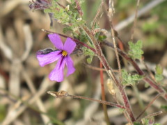 Jamesbrittenia pinnatifida