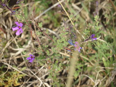 Jamesbrittenia pinnatifida
