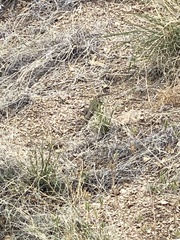 Aspidoscelis exsanguis