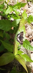 Noctuana lactifera