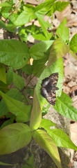 Noctuana lactifera
