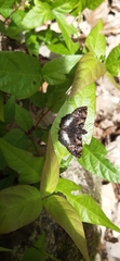 Noctuana lactifera