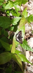 Noctuana lactifera