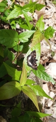 Noctuana lactifera