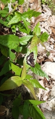 Noctuana lactifera