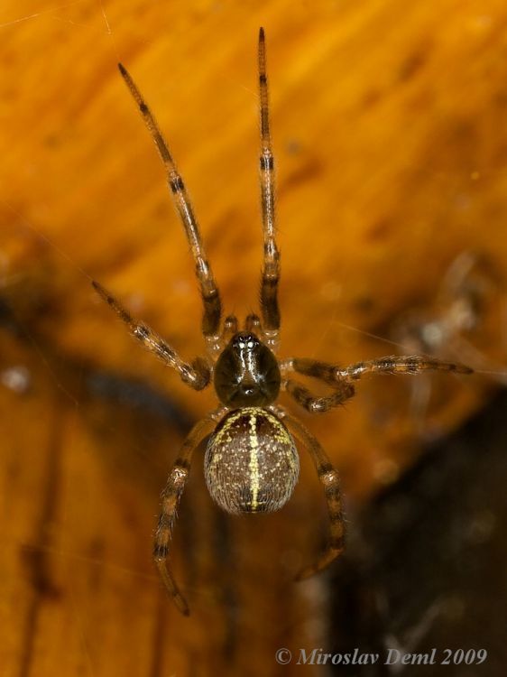 Steatoda castanea