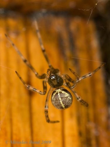 Steatoda castanea