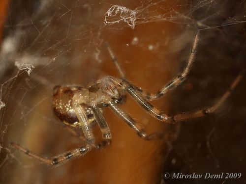 Steatoda castanea