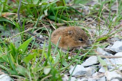 Zapus hudsonius