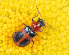 Collops quadrimaculatus